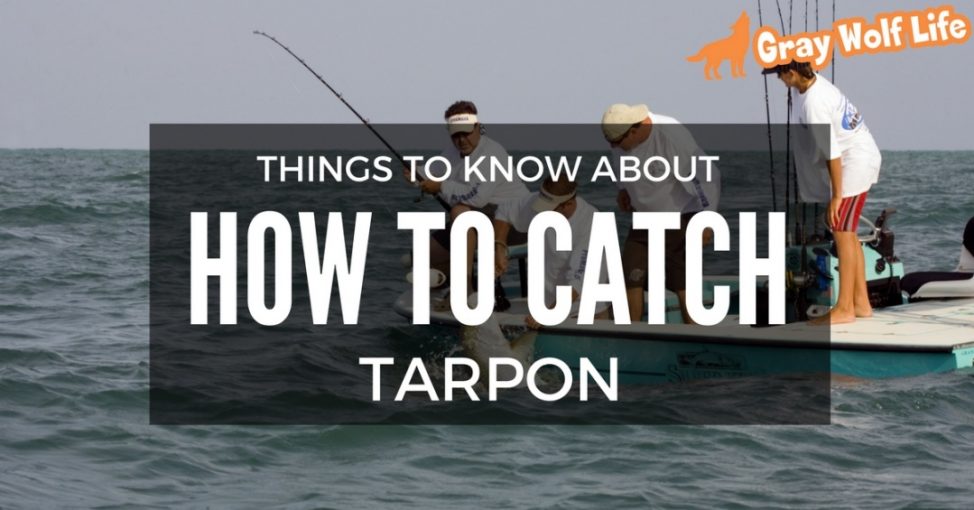 how to catch tarpon
