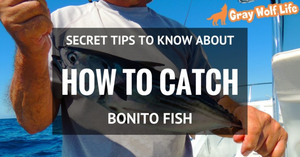how to catch bonito