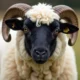 Valais Blacknose Sheep